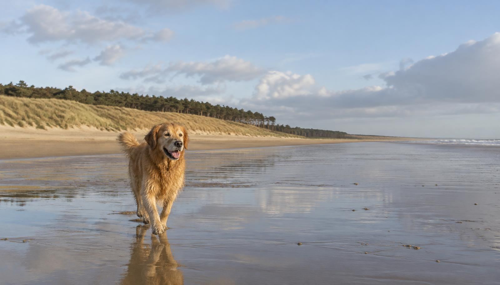 A golden retriever walking on a wide sandy beach at low tide, with dunes and pinewoods behind