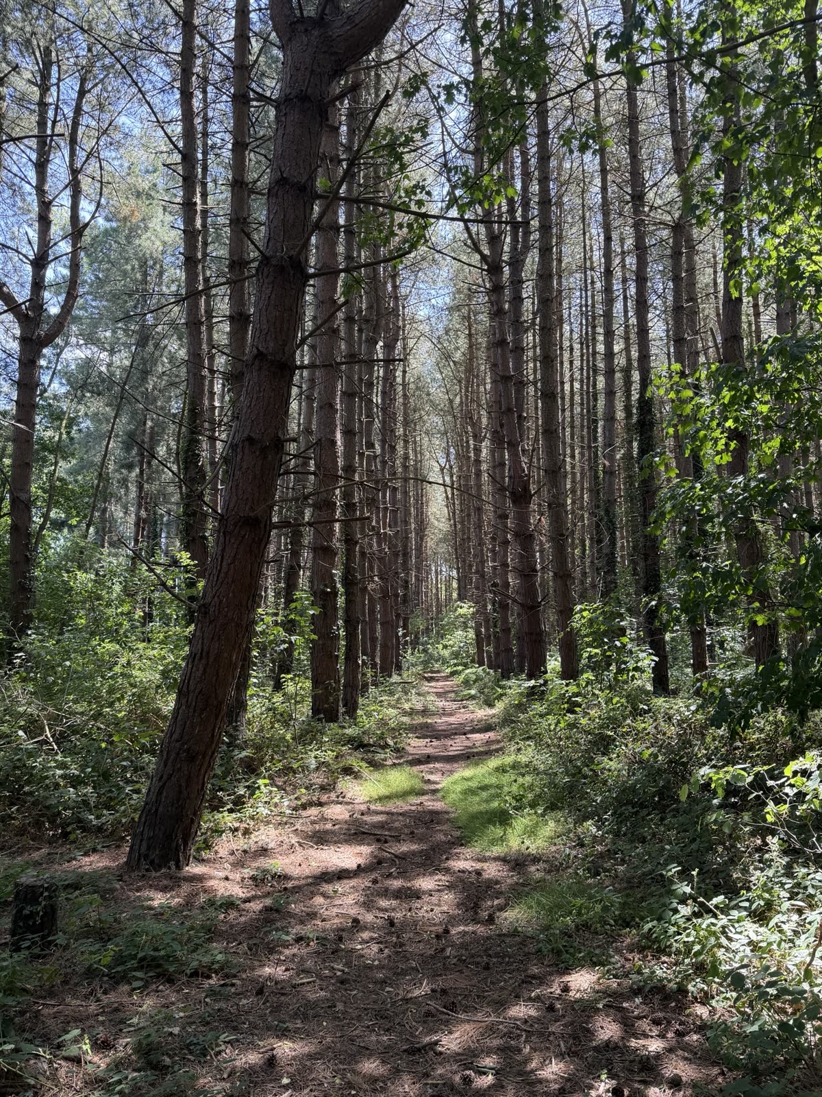 Sunlit path through the pine woodland at Thorpewood Retreats in North Norfolk