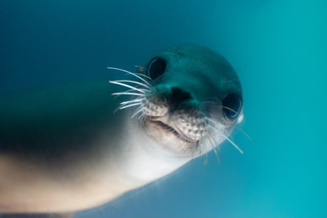 Seal Trips & Wildlife