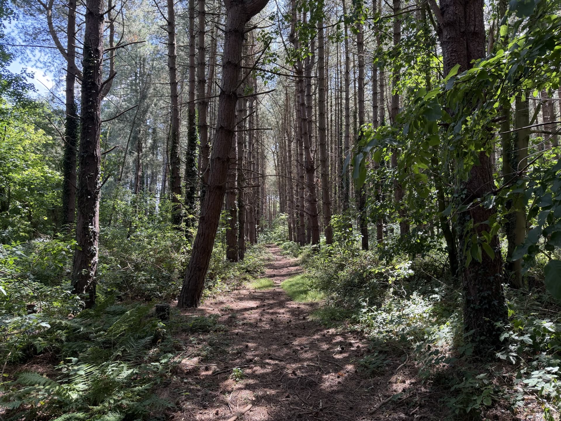 Woodland and cottages at Thorpewood Retreats in Thorpe Market, North Norfolk